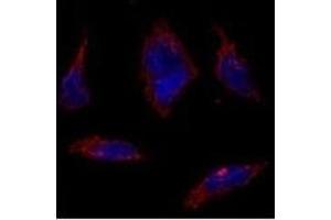 Immunofluorescence analysis of SOX2 Antibody (N-term) (ABIN388797 and ABIN2839124) in HeLa cells. (SOX2 antibody  (N-Term))