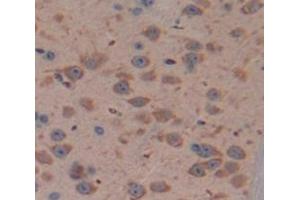 IHC-P analysis of Mouse Tissue, with DAB staining. (BCL2L2 antibody  (AA 22-189))