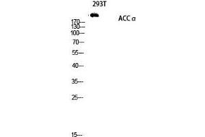 Western Blot (WB) analysis of 293T lysis using ACCalpha antibody. (Acetyl-CoA Carboxylase alpha antibody  (Ser122))