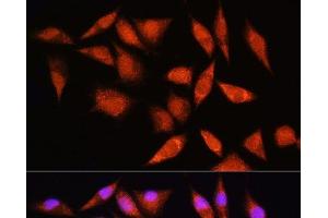 Immunofluorescence analysis of L929 cells using HSPA2 Polyclonal Antibody at dilution of 1:100. (HSPA2 antibody)