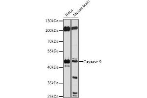 Western blot analysis of extracts of various cell lines, using Caspase-9 antibody (ABIN6131533, ABIN6137974, ABIN6137976 and ABIN6213587) at 1:1000 dilution. (Caspase 9 antibody  (AA 1-98))
