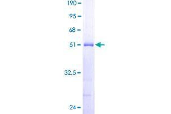 DYDC2 Protein (AA 1-177) (GST tag)