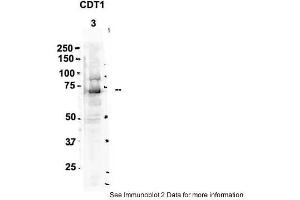 Sample Type: 3. (CDT1 antibody  (C-Term))