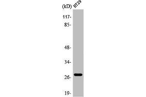 Western Blot analysis of HT29 cells using AQP0 Polyclonal Antibody (Mip (Internal Region) antibody)