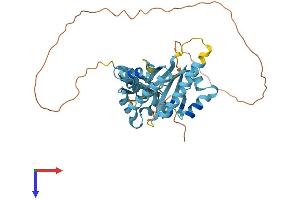 PCBP2 Protein (AA 1-362) (His tag)
