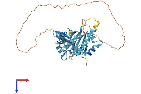 PCBP2 Protein (AA 1-362) (His tag)