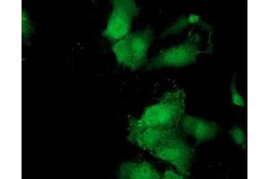 Immunofluorescence (IF) image for anti-MOB Kinase Activator 3B (MOB3B) antibody (ABIN1499539) (MOBKL2B antibody)