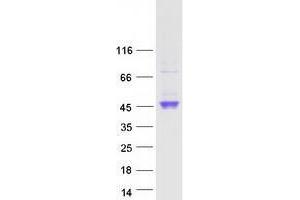 Western Blotting (WB) image for Transmembrane Protease, serine 4 (TMPRSS4) (Ser4), (Transcript Variant 2) protein (Myc-DYKDDDDK Tag) (ABIN2734157)