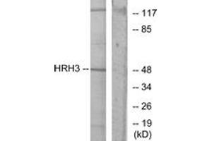 Western blot analysis of extracts from COLO205 cells, using HRH3 Antibody. (HRH3 antibody  (AA 291-340))