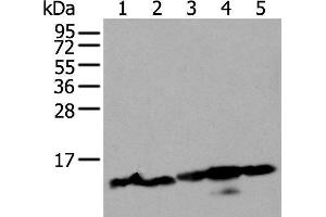 Western blot analysis of 293T and Hela cell lysates using HIST1H3A Polyclonal Antibody at dilution of 1:300 (HIST1H3A antibody)