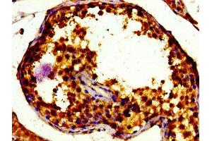 Immunohistochemistry of paraffin-embedded human testis tissue using ABIN7172530 at dilution of 1:100 (TFE3 antibody  (AA 1-110))