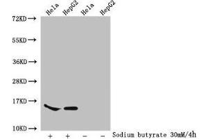 Western Blot Detected samples: Hela whole cell lysate, HepG2 whole cell lysate, Untreated (-) or treated (+) with 30 mM sodium butyrate for 4h All lanes: HIST1H2AG antibody at 1:100 Secondary Goat polyclonal to rabbit IgG at 1/50000 dilution Predicted band size: 15 kDa Observed band size: 15 kDa (HIST1H2AG antibody  (acLys74))