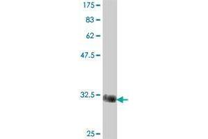 ZNRF2 antibody  (AA 146-207)