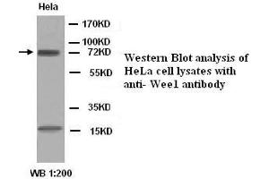 Image no. 1 for anti-WEE1 Homolog (S. Pombe) (WEE1) antibody (ABIN790916) (WEE1 antibody)