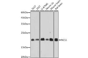 Western blot analysis of extracts of various cell lines, using NCS1 antibody (ABIN7268879) at 1:1000 dilution. (NCS1 antibody)