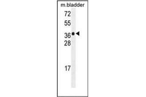 Western blot analysis of HARB1 Antibody (N-term) in mouse bladder tissue lysates (35ug/lane). (HARBI1 antibody  (N-Term))