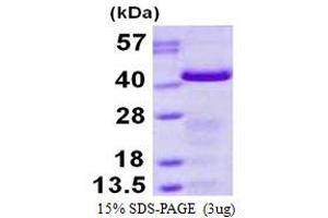 Image no. 1 for Growth Associated Protein 43 (GAP43) protein (His tag) (ABIN1098302)