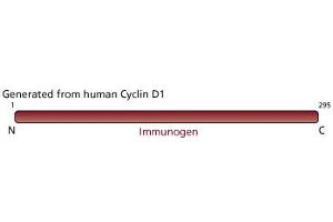 Image no. 2 for anti-Cyclin D1 (CCND1) (full length) antibody (ABIN967430) (Cyclin D1 antibody  (full length))