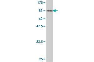 Western Blot detection against Immunogen (89. (BAG3 antibody  (AA 1-575))