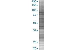 UNC45A transfected lysate. (UNC45A 293T Cell Transient Overexpression Lysate(Denatured))
