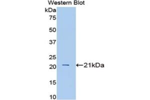 Detection of Recombinant IL1a, Porcine using Polyclonal Antibody to Interleukin 1 Alpha (IL1a) (IL1A antibody  (AA 98-266))