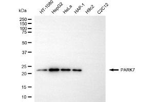 Western blotting analysis using PARK7 antibody (ABIN7799737). (PARK7/DJ1 antibody)