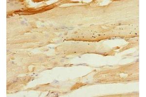 Immunohistochemistry of paraffin-embedded human skeletal muscle tissue using ABIN7167513 at dilution of 1:100 (PTPRO antibody  (AA 30-300))