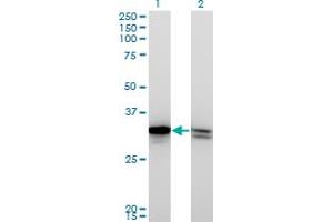 Western Blot analysis of HMGB1 expression in transfected 293T cell line by HMGB1 monoclonal antibody (M03), clone 1B11. (HMGB1 antibody  (AA 1-215))