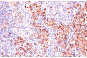 Immunohistochemistry of paraffin-embedded Mouse spleen using MZB1 Polyclonal Antibody at dilution of 1:100 (40x lens). (MZB1 antibody)