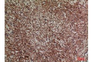 Immunohistochemistry (IHC) analysis of paraffin-embedded Mouse Brain, antibody was diluted at 1:100.