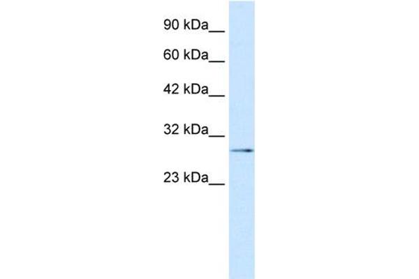TBX20 antibody  (N-Term)