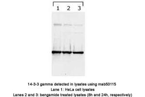 Image no. 1 for anti-14-3-3 gamma (YWHAG1) (N-Term) antibody (ABIN1721844) (14-3-3 gamma antibody  (N-Term))