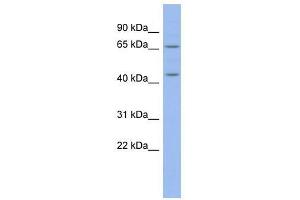 MIER3 antibody used at 0. (MIER3 antibody  (Middle Region))