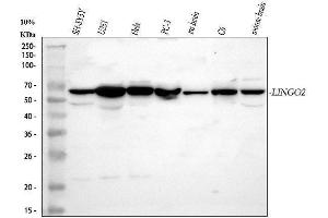 anti-Leucine Rich Repeat and Ig Domain Containing 2 (LINGO2) (AA 28-513) antibody