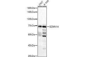 Western blot analysis of extracts of various cell lines, using (ABIN6129465, ABIN6147447, ABIN6147448 and ABIN6221186) at 1:1000 dilution. (SCNN1A antibody  (AA 105-225))