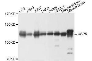 Western blot analysis of extracts of various cell lines, using USP5 antibody. (USP5 antibody  (AA 1-280))