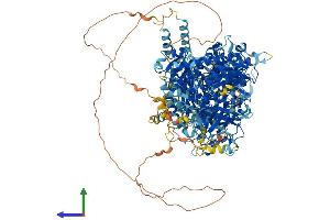 AlphaFold protein structure predicition of Human Recombinant DIP2C Protein, UniprotID Q9Y2E4 (DIP2C Protein (AA 1-1556) (His tag))