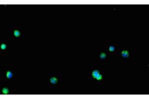 Immunofluorescent analysis of HepG2 cells using ABIN7154242 at dilution of 1:100 and Alexa Fluor 488-congugated AffiniPure Goat Anti-Rabbit IgG(H+L) (GLT8D1 antibody  (AA 33-332))