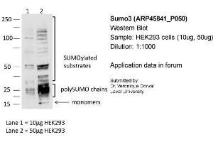 Sample: HEK293 cells (10ug, 50ug)Dilution: 1:1000 (SUMO3 antibody  (N-Term))