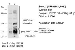 Sample: HEK293 cells (10ug, 50ug)Dilution: 1:1000 (SUMO3 antibody  (N-Term))