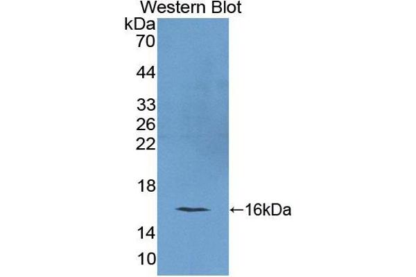 REG4 anticorps  (AA 45-151)