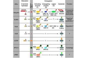Conjugation pathways for ubiquitin and ubiquitin-like modifiers (UBLs). (APG8 antibody)