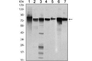 Western blot analysis using STAT5B mouse mAb against Hela (1), K562 (2), NIH/3T3 (3), C6 (4), HEK293 (5), Jurkat (6) and HL-60 (7) cell lysate. (STAT5B antibody)