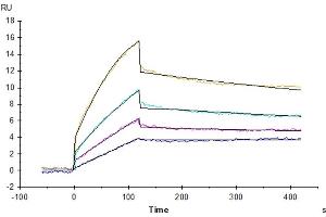 Human DDR1, His Tag captured on CM5 Chip via Anti-His Antibody can bind Native Human Collagen I protein with an affinity constant of 0. (DDR1 Protein (AA 21-417) (His tag))