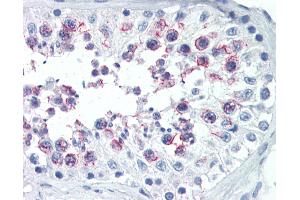 Anti-SMURF1 antibody IHC of human testis. (SMURF1 antibody  (AA 66-96))