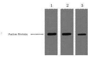 Western Blot analysis of 0. (MBP Tag antibody)