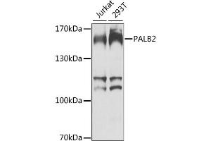 Western blot analysis of extracts of various cell lines, using PALB2 antibody. (PALB2 antibody)