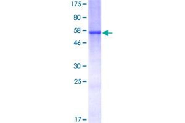 CAMLG Protein (AA 1-296) (GST tag)