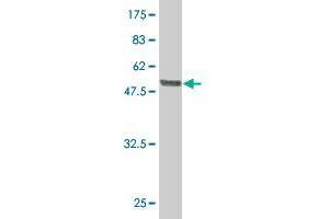 Western Blot detection against Immunogen (60. (LRG1 antibody  (AA 37-347))