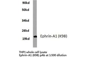 Western blot (WB) analyzes of Ephrin-A1 antibody in extracts from THP1 cells. (Ephrin A1 antibody)